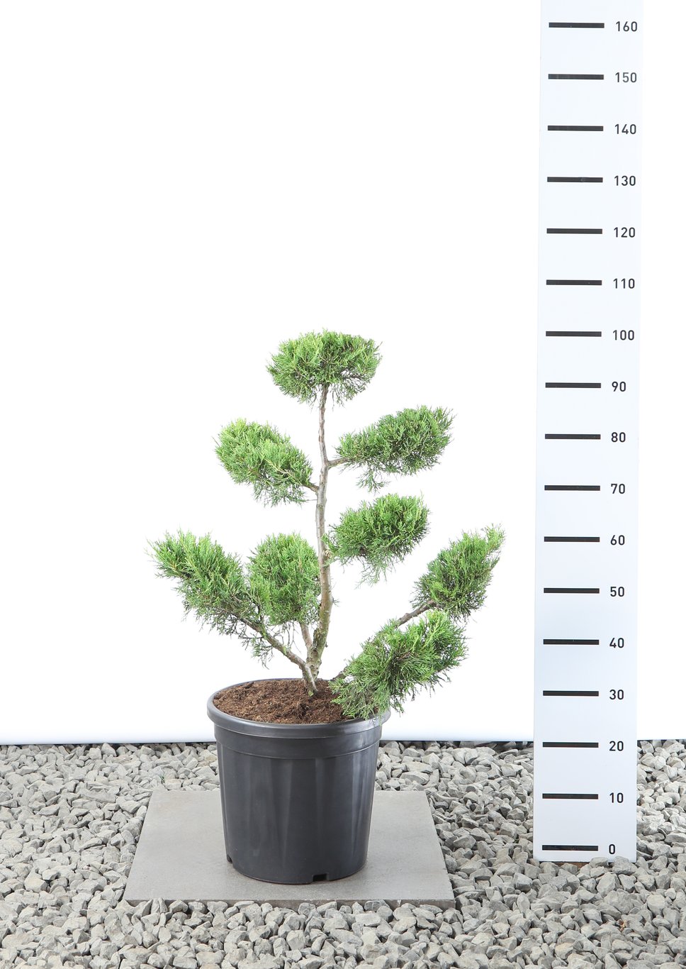 Juniperus chin. 'Kuriwao Gold' - 60-80 CM Multiplateau EXTRA in Cont.